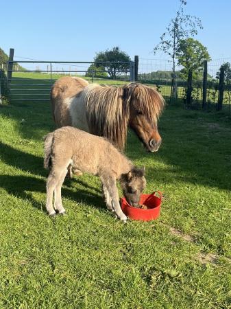 Image 1 of Miniature mares with foals at foot