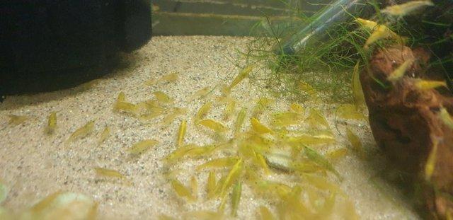 Image 2 of Tropical Fish and Shrimp for sale