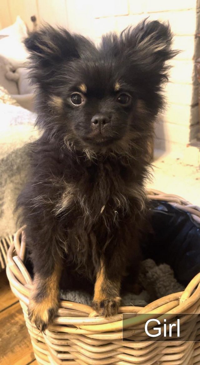 Preview of the first image of Beautiful Black Maltese-Pomeranian Puppies.