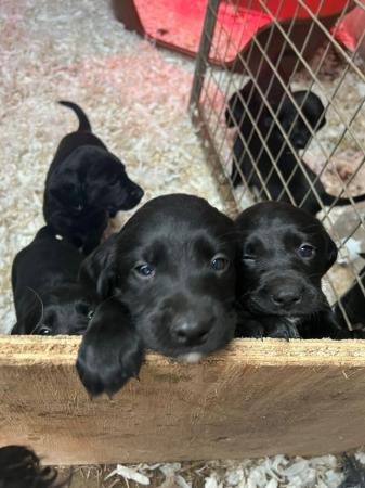 Image 7 of Springador puppies for sale