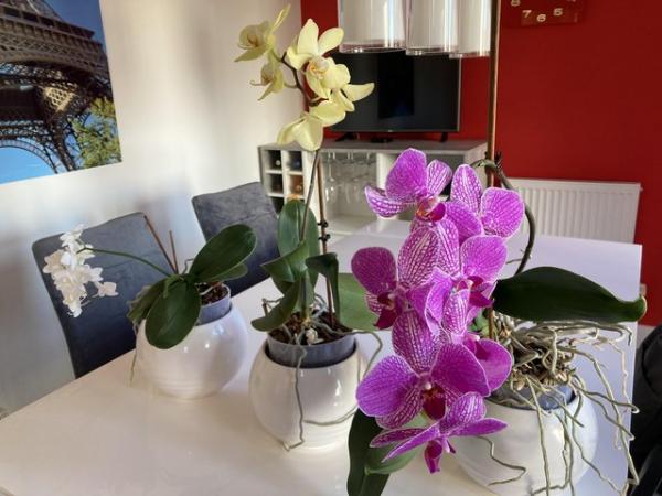 Image 1 of 3 Large Orchids in Ceramic plant holder