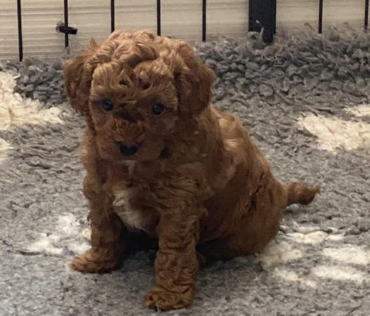 Image 16 of Gorgeous,Deep Red,Health tested Cavapoo pups