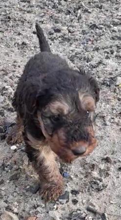 Image 4 of Valentine my amazing  Airedale pup