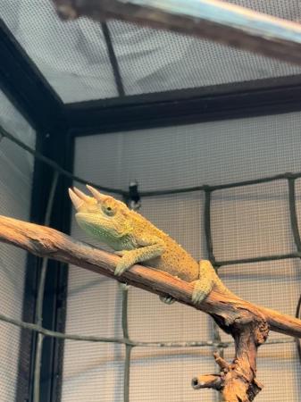 Image 5 of Young Male Jackson chameleon