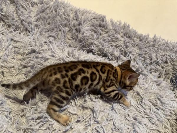 Image 12 of Tica bengal kittens for sale!