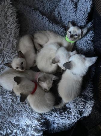 Image 16 of Exceptionally beautiful and silky soft GCCF siamese kittens