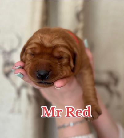Image 8 of Chunky Dark Fox Red puppies for sale