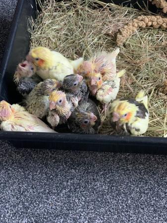 Image 8 of Hand reared and tamed baby cockatiels