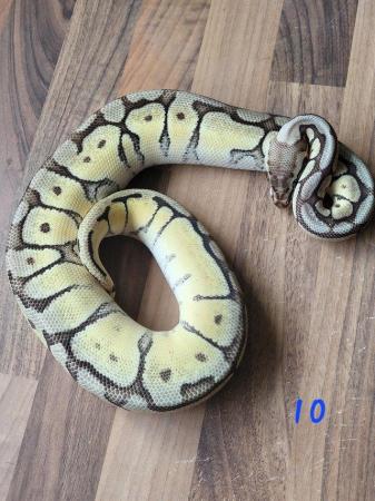 Image 9 of Royal Pythons for sale - Various