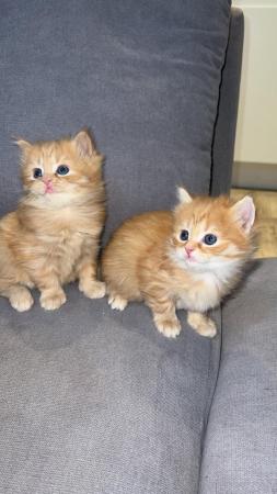 Image 6 of Rare ginger female kittens