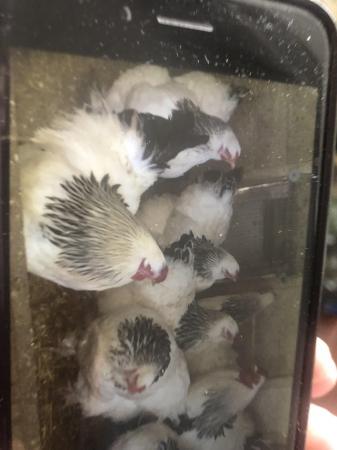 Image 3 of Brahma chicks with ‘mum’