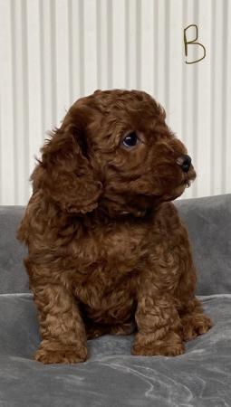 Image 27 of Gorgeous,Deep Red,Health tested Cavapoo pups
