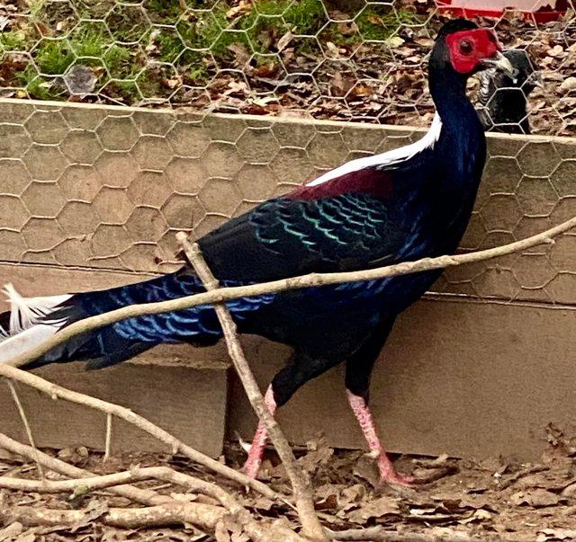 Preview of the first image of Swinhoe Cock Pheasant for sale (2022 bred).