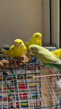 Image 18 of Young and healthy budgies!