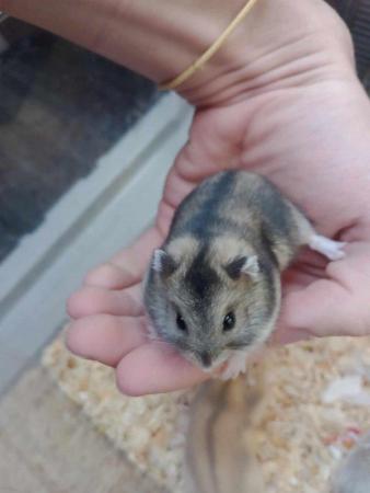 Image 2 of Dwarf hamsters young tame Boys and girls