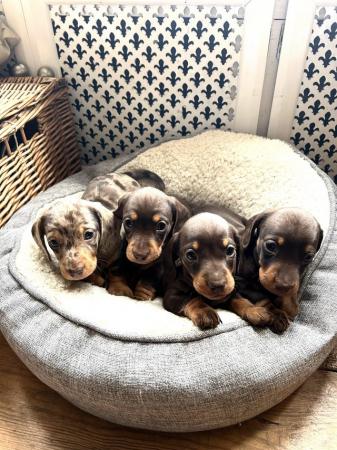 Image 5 of Beautiful KC reg miniature dachshund puppies for sale
