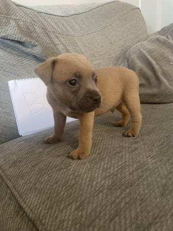 Image 6 of Staffordshire bull terriers puppy’s kc registered COI 5.8