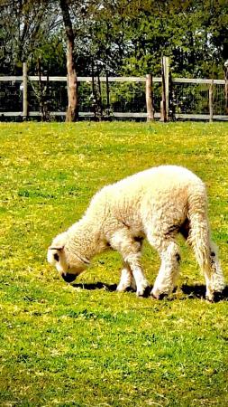 Image 5 of Texel, Southdown, Valais sheep for sale - Robertsbridge