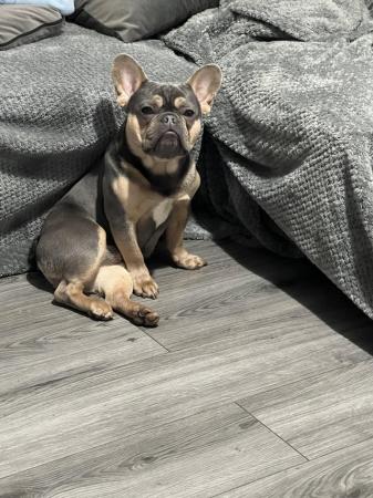 Image 4 of French bulldog for sale