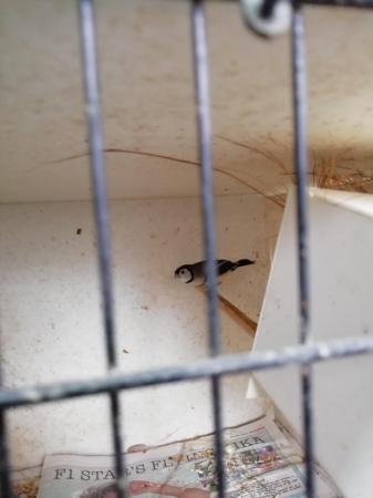 Image 1 of Bicheno finches for sale late 2023 male and fawn female