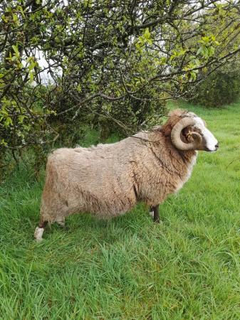 Image 2 of Pedigree registered Shetland Sheep