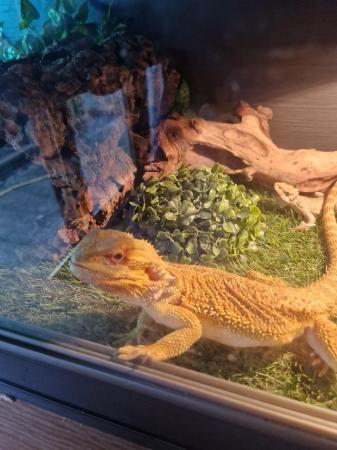 Image 2 of 2 x bearded dragons / male & female / brother & sister
