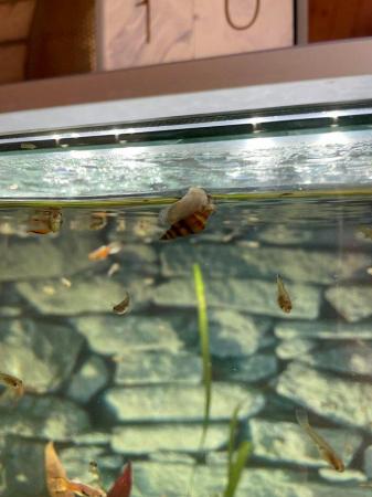 Image 2 of Assassin snails (Clea helena) for sale