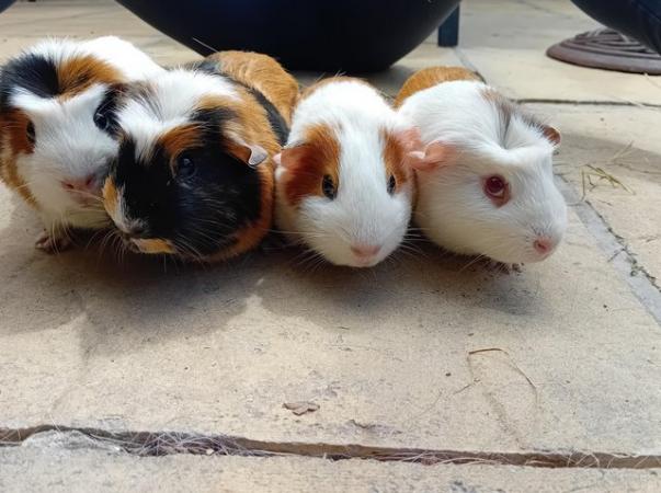 Image 4 of Baby guinea pigs looking for their forever home
