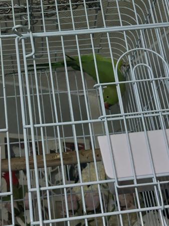 Image 2 of Ring neck parrot for sale