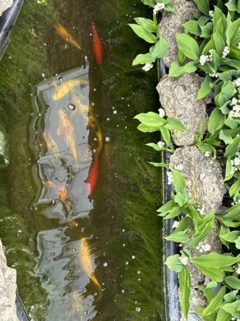Image 5 of Large pond Goldfish for sale