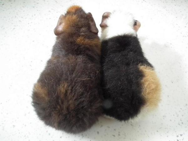 Image 5 of Guinea Pigs(ON HOLD)Teddies By Name.Teddies By Nature.