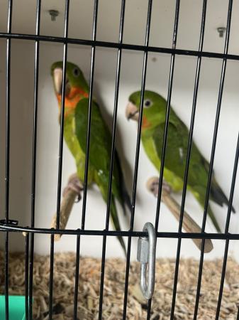 Image 3 of 2 pairs Red throated conures