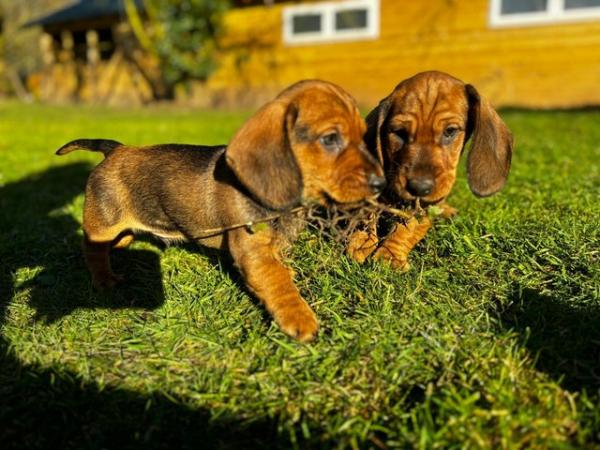 Image 1 of Teckel pups for sale. Dogs only.