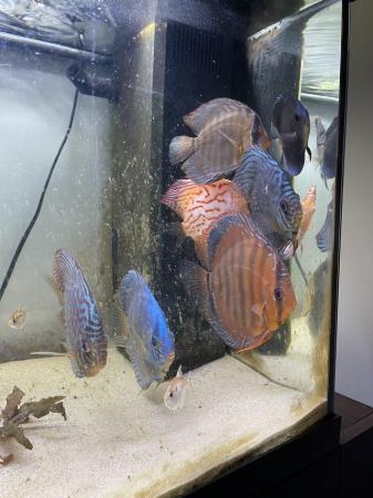 Image 4 of Seven Stendker discus various colours