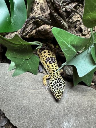 Image 1 of Stunning 1 year old Leopard Gecko and full set up!