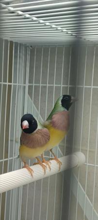 Image 2 of Two females Gouldian finches
