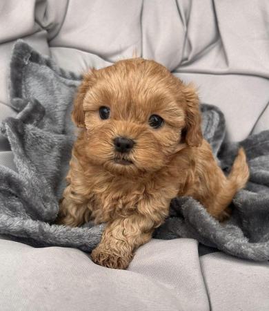 Image 11 of Gorgeous Shihpoos For Sale