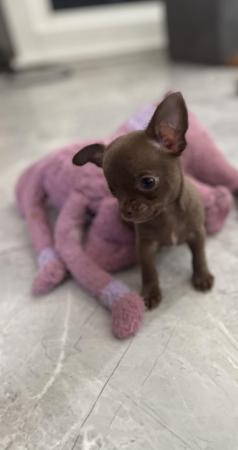 Image 3 of short coat purebred Chihuahua puppies