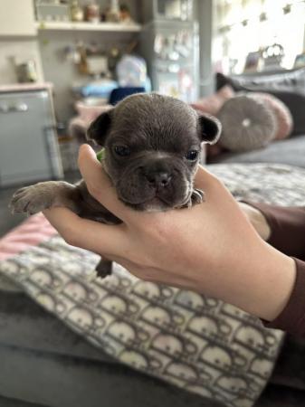 Image 21 of French bulldog Puppys quality litter PP avail