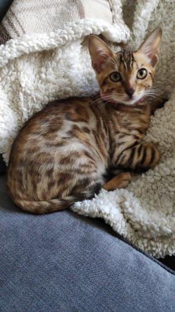 Image 8 of Stunning Pedigree Bengal Kitten TICA reg + Kitten Pack