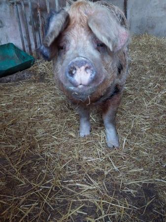 Image 2 of 3 and half year old OSB boar available to loan