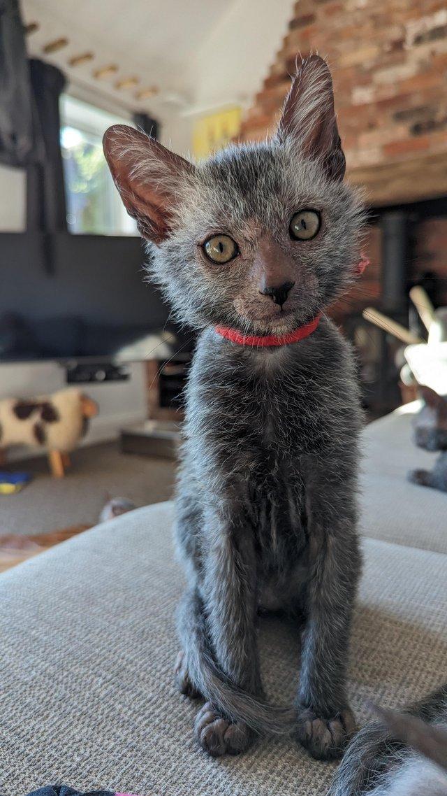 Preview of the first image of Adorable Rare Lykoi Werewolf Kittens.