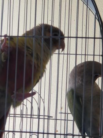 Image 2 of lovely breeding pair conures