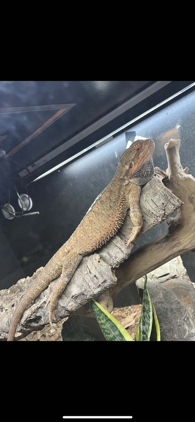 Preview of the first image of Male bearded dragon for sale.