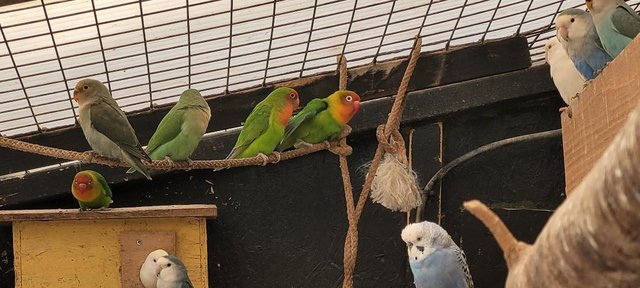 Image 2 of Lovebirds, all colours, ages from 4 months to 2 years