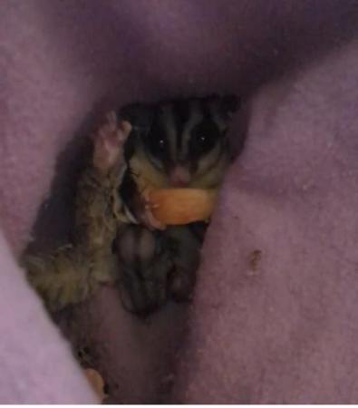 Image 3 of Breeding pair of sugar gliders only