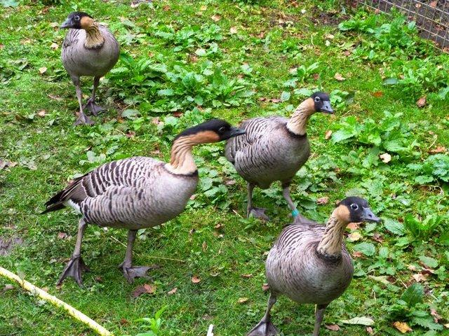Preview of the first image of 2023 Bred Pair of Hawaiian Geese.