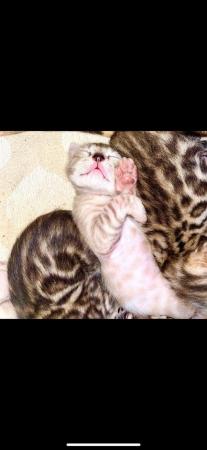 Image 4 of Beautiful Bengal Kittens for sale full pedigree