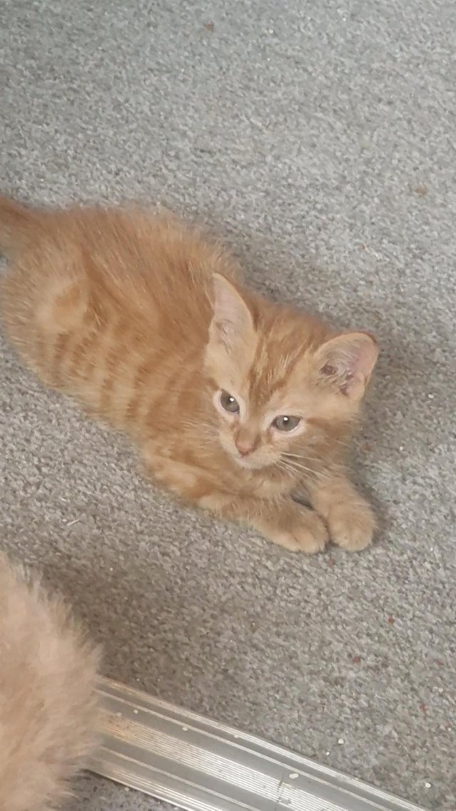 Preview of the first image of Ginger cat looking for a loving home.