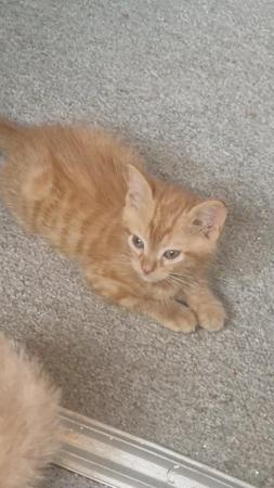 Image 1 of Ginger cat looking for a loving home